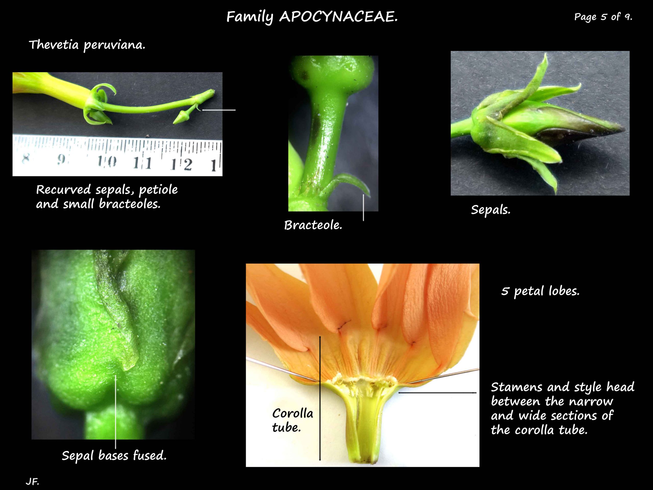 5 Thevetia bracteoles, sepals & petals